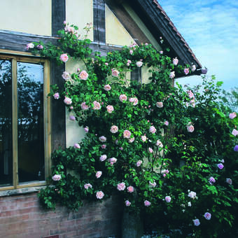 Rose 'The Generous Gardener'