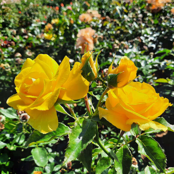 Rose 'Friesia': Bild 3/11 Rose 'Friesia': Bild 3/11