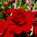 Rose 'Amadeus' - Moderne Kletterrose