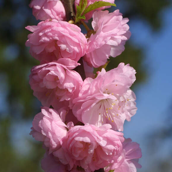 Prunus triloba: Bild 4/4 Prunus triloba: Bild 4/4