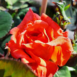 Rose 'Climbing Christophe Colomb' - Moderne Kletterrose