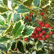 Ilex aquifolium 'Argenteomarginata': Bild 1/7