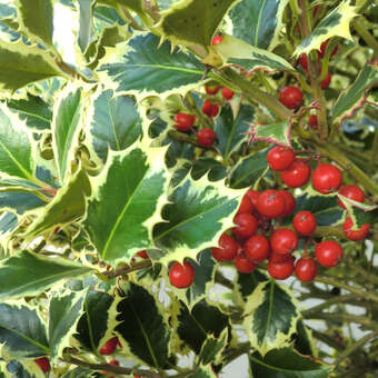 Ilex aquifolium 'Argentea Marginata'