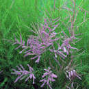 Tamarix ramosissima 'Pink Cascade' - Sommertamariske