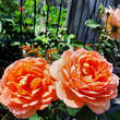 Rose 'Lady of Shalott': Bild 6/9