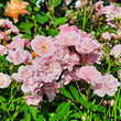 Rose 'The Fairy': Bild 1/9