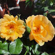 Rose 'Maigold' (pimpinellifolia): Bild 5/7