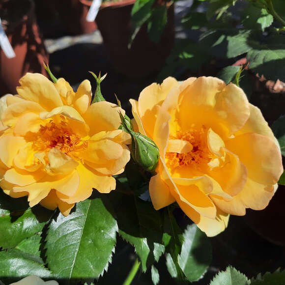 Rose 'Maigold' (pimpinellifolia): Bild 5/7 Rose 'Maigold' (pimpinellifolia): Bild 5/7