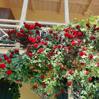 Rose 'Santana': Bild 6/7