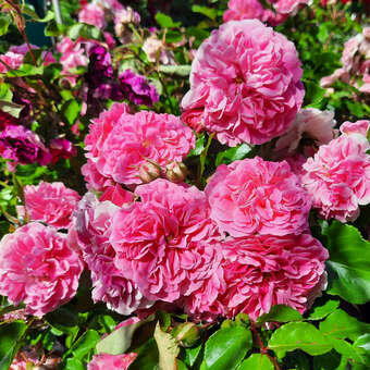 Rose 'Pink Swany': Bild 6/8