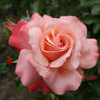 Rose 'Jardins de France': Bild 6/7