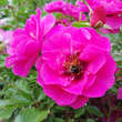 Rose 'Orienta Djamila': Bild 4/5