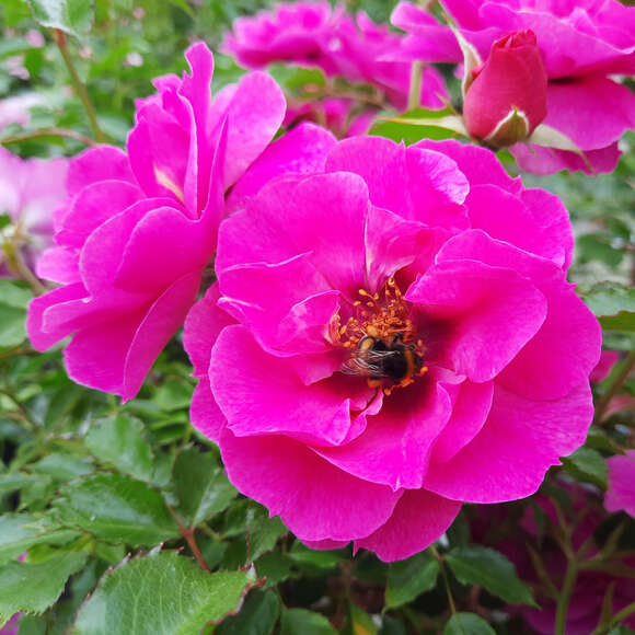 Rose 'Orienta Djamila': Bild 4/5 Rose 'Orienta Djamila': Bild 4/5