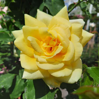 Rose 'Elegance'