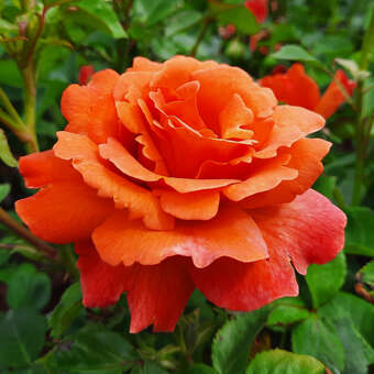 Rose 'Easy Does It': Bild 2/11