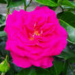Rose 'Perfect Match': Bild 5/6