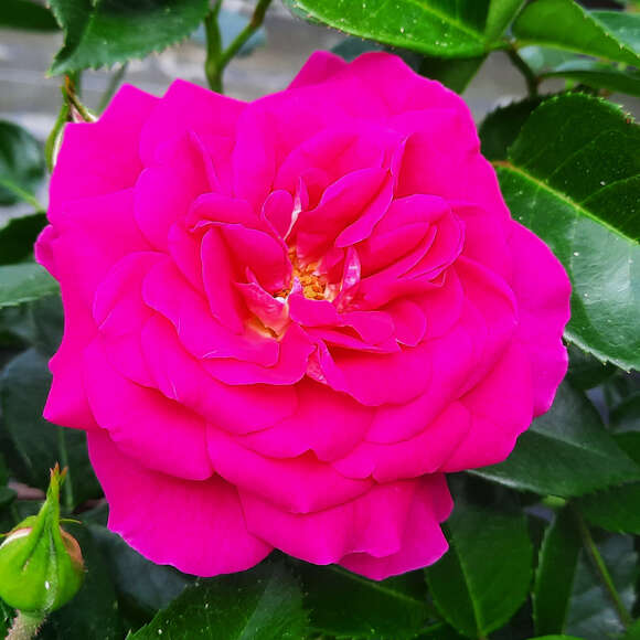 Rose 'Perfect Match': Bild 5/6 Rose 'Perfect Match': Bild 5/6