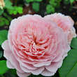 Rose 'Eustacia Vye': Bild 5/6