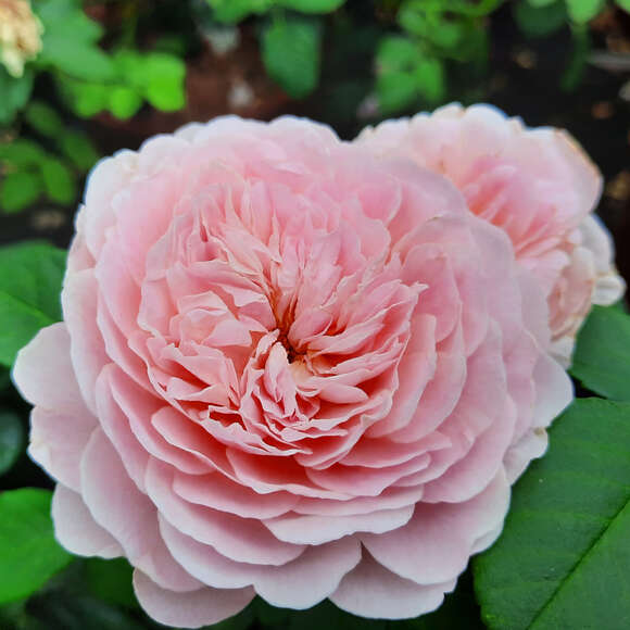 Rose 'Eustacia Vye': Bild 5/6 Rose 'Eustacia Vye': Bild 5/6