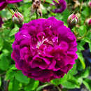 Rose 'Tuscany Superb' (gallica) - Historische Strauchrose