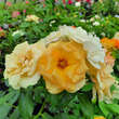 Rose 'Gold Tequila': Bild 7/9