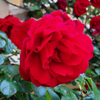 Rose 'Santana': Bild 3/7