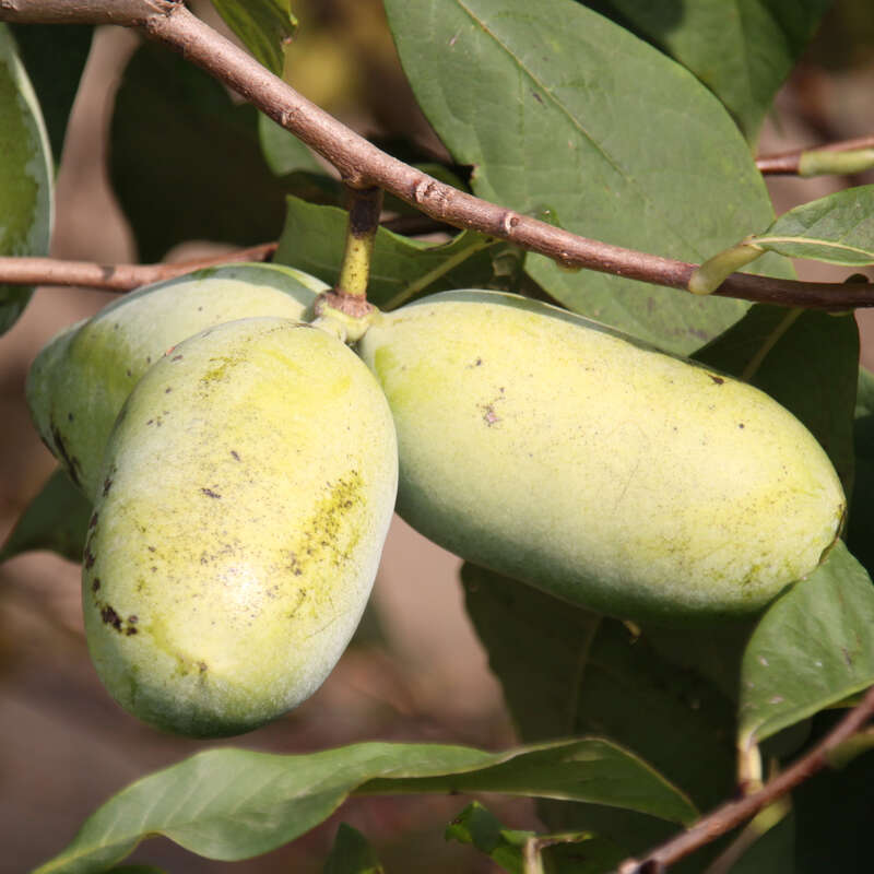 Pawpaw, Indianerbanane Asimina triloba 'Sunflower' rot
