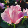 Rose 'Eustacia Vye': Bild 3/6