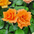 Rose 'Gold Tequila': Bild 6/9