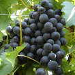 Vitis vinifera 'Muskat Blue': Bild 1/3