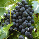 Vitis vinifera 'Muskat Blue' - Weinrebe