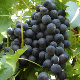 Vitis vinifera 'Muskat Blue'