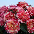Rose 'Abracadabra': Bild 7/10