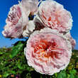 Rose 'Eustacia Vye': Bild 6/6