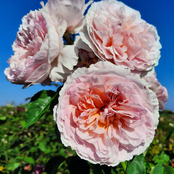 Rose 'Eustacia Vye': Bild 6/6 Rose 'Eustacia Vye': Bild 6/6