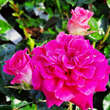 Rose 'Perfect Match': Bild 4/6