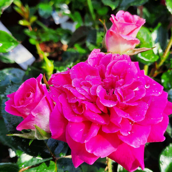 Rose 'Perfect Match': Bild 4/6 Rose 'Perfect Match': Bild 4/6