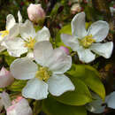 Malus 'Crittenden' - Zierapfel