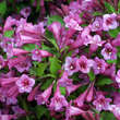 Weigela 'Minuet': Bild 1/2