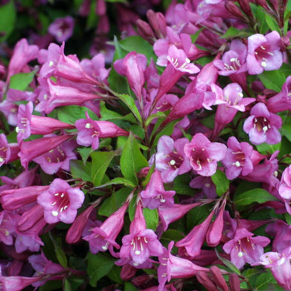 ZwergWeigelie Weigela 'Minuet' rosa