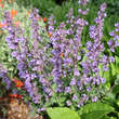 Teucrium chamaedrys: Bild 3/3