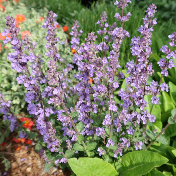 Teucrium chamaedrys: Bild 3/3 Teucrium chamaedrys: Bild 3/3
