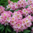 Rhododendron Yakusimanum Hybr. - rosa: Bild 2/5