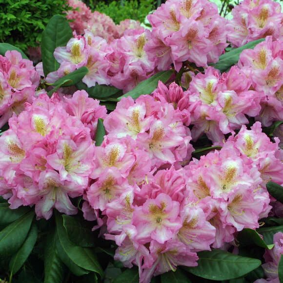 Rhododendron Yakusimanum Hyb. rosa: Bild 2/5 Rhododendron Yakusimanum Hyb. rosa: Bild 2/5