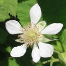 Rubus loganobaccus 'Logan' - Loganbeere