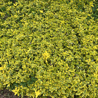 Bunter Kriech-Spindelstrauch (Euonymus fortunei 'Emerald'n Gold') wei  kaufen | Praskac