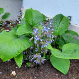 Trachystemon orientalis - Rauling