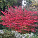 Euonymus alatus 'Compactus' - Kugel-Feuerbusch