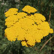 Achillea filip. 'Parker's Variety': Bild 2/4