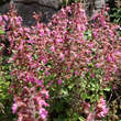 Teucrium chamaedrys: Bild 2/3